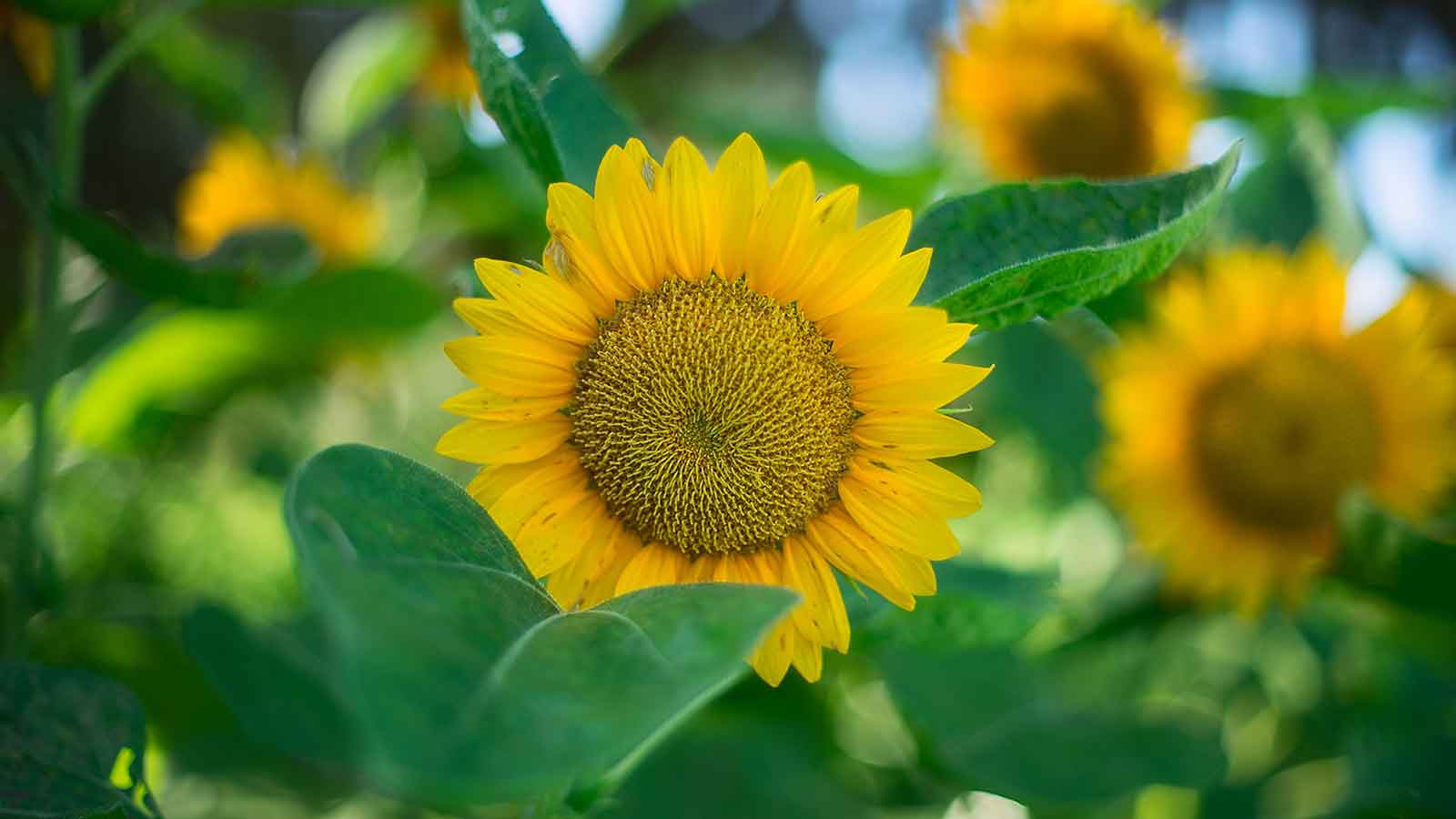 employment opportunities